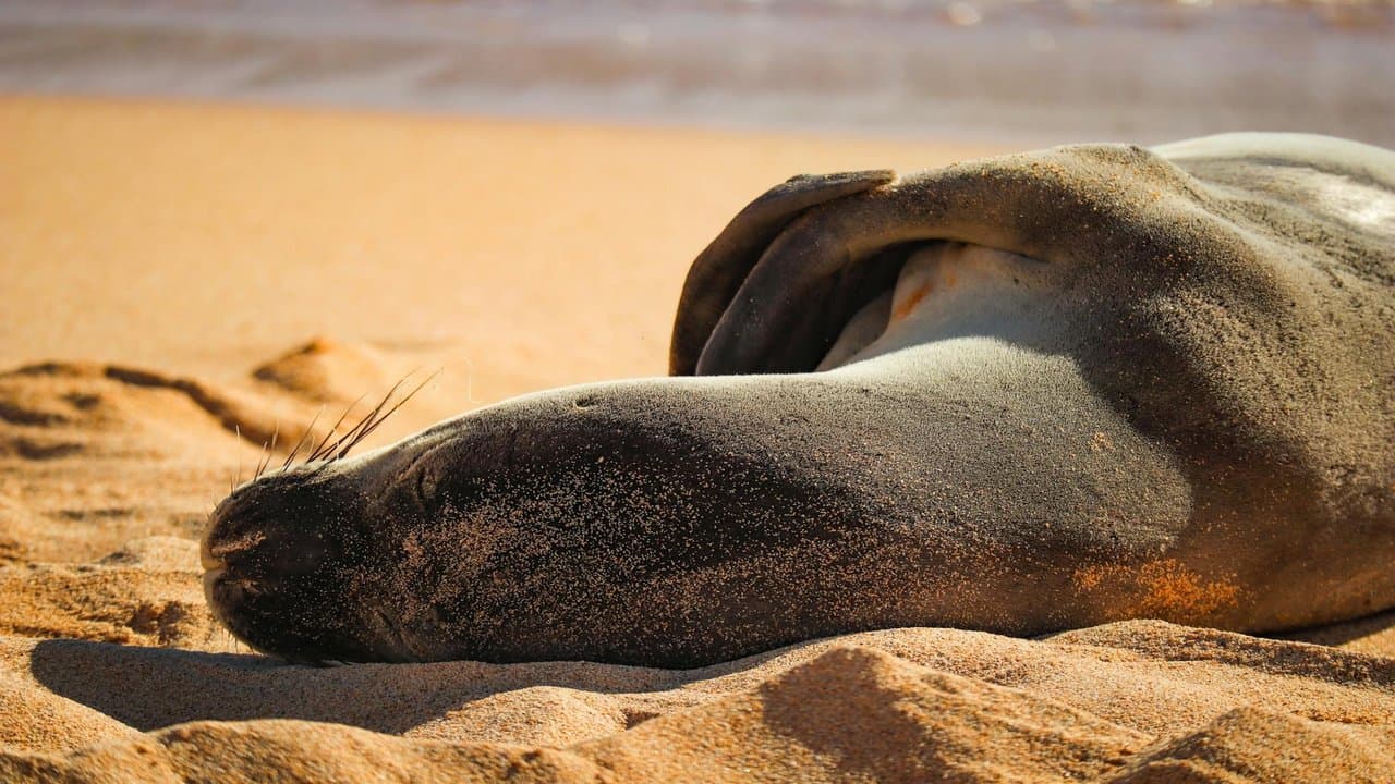 Hawaiian Monk Seals and AI: A New Era of Conservation Through Intelligent Technology